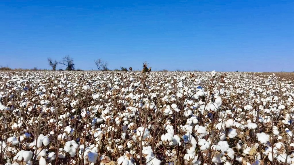 Agricultural Drone Sprayer Application in Cotton Defoliation